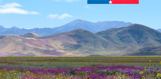 «Atacama nos Llama»: lanzan campaña para promover el turismo responsable en el desierto florido