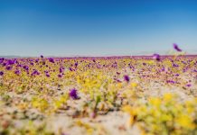 La Región de Atacama sigue floreciendo y se posiciona entre los destinos turísticos con mayor ocupabilidad del país