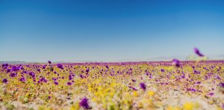 La Región de Atacama sigue floreciendo y se posiciona entre los destinos turísticos con mayor ocupabilidad del país