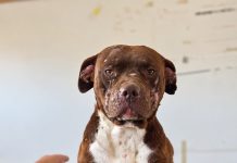 Gobierno Regional y Agrupación Flor Naciente realizan operativo de tenencia responsable de mascotas en Juan Pablo Segundo
