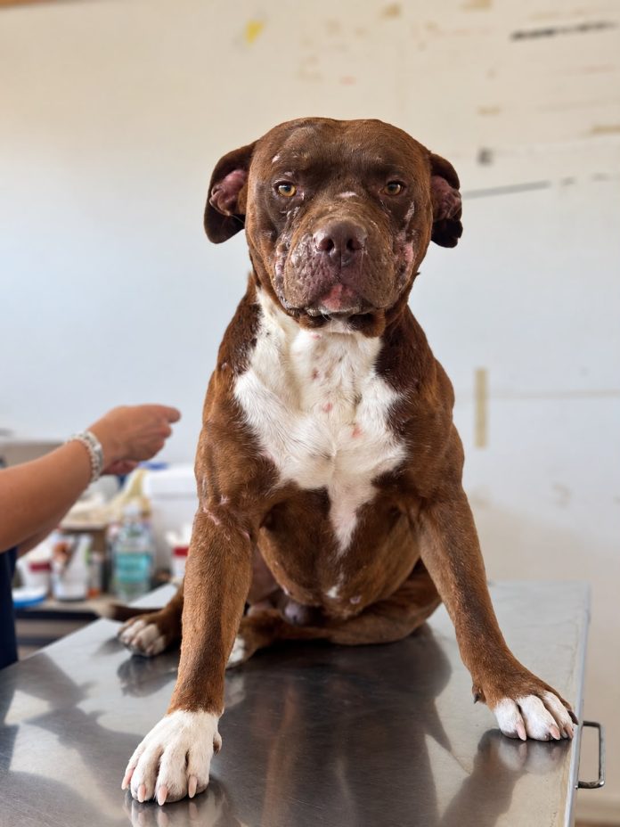 Gobierno Regional y Agrupación Flor Naciente realizan operativo de tenencia responsable de mascotas en Juan Pablo Segundo