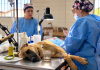 Gobierno Regional financia 260 esterilizaciones de mascotas en Copiapó, Diego de Almagro y Vallenar