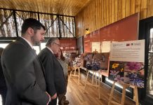 INFOR exhibe investigación sobre especies florísticas endémicas del Norte de Chile, en medio del histórico retorno del fenómeno del Desierto Florido en Atacama.