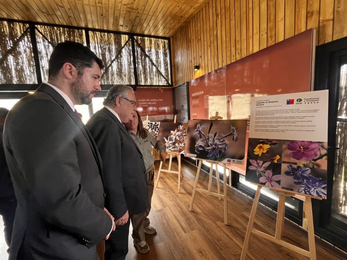 INFOR exhibe investigación sobre especies florísticas endémicas del Norte de Chile, en medio del histórico retorno del fenómeno del Desierto Florido en Atacama.