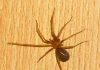 Araña de rincón: los riesgos de una mordedura y las medidas para prevenir su presencia en los hogares