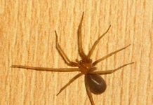 Araña de rincón: los riesgos de una mordedura y las medidas para prevenir su presencia en los hogares