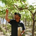 Muestras foliares aportarán nuevos antecedentes para la temporada Análisis de hojas busca orientar con mayor precisión el manejo de las vides
