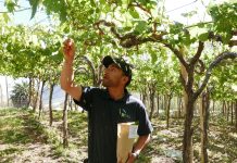 Muestras foliares aportarán nuevos antecedentes para la temporada Análisis de hojas busca orientar con mayor precisión el manejo de las vides