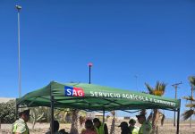 CARABINEROS Y SAG REFUERZAN CONTROLES PREVENTIVOS EN LA RUTA 5 NORTE PARA PROTEGER EL PATRIMONIO FITO Y ZOOSANITARIO