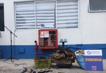 Operativo en Atacama termina con un detenido y 152 kilos de machas incautadas